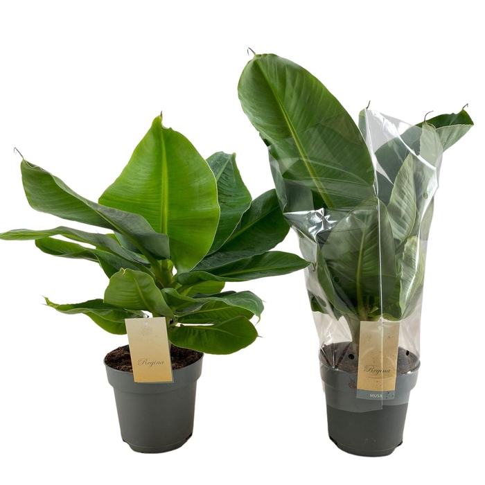 <h4>Musa 'Tropicana'</h4>