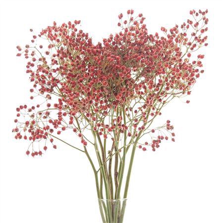 <h4>ROZENBOTTEL PRINSBERRY FIRE</h4>