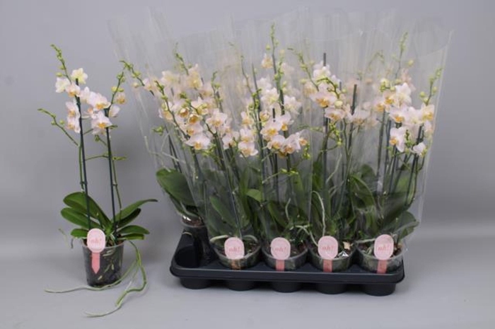 <h4>Phalaenopsis Multi geel</h4>
