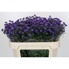 Aster Baby Parade