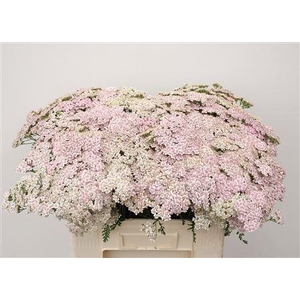 Achillea M Light Pink Dream 60cm