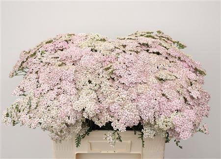 <h4>Achillea M Light Pink Dream 60cm</h4>