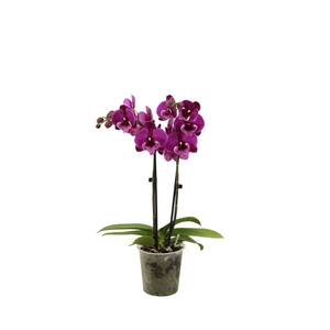 Phal Black Bear 2T16+