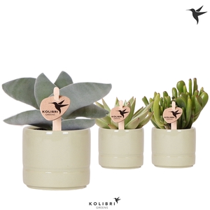 Kolibri Greens Succulenten mix in Pastel pot green