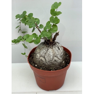DIOSCOREA ELEPHANTIP