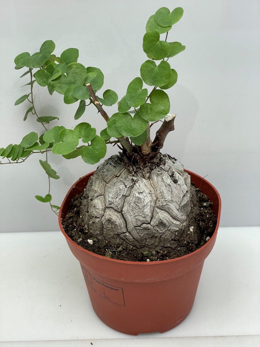 <h4>DIOSCOREA ELEPHANTIP</h4>