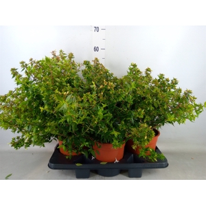 Abelia grandiflora