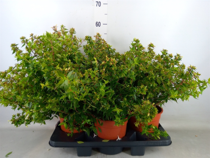 <h4>Abelia grandiflora</h4>