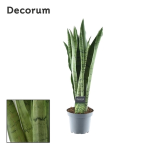 Sansevieria Spearmint (Decorum)