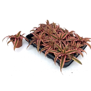 CRYPTAN BIV PINK STA