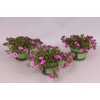 Calibrachoa Double Pink