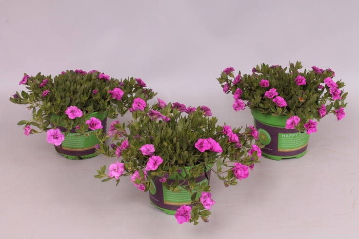 Calibrachoa Double Pink