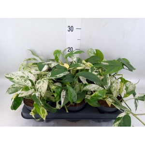 Epipremnum pinn. 'Marble Variegata'