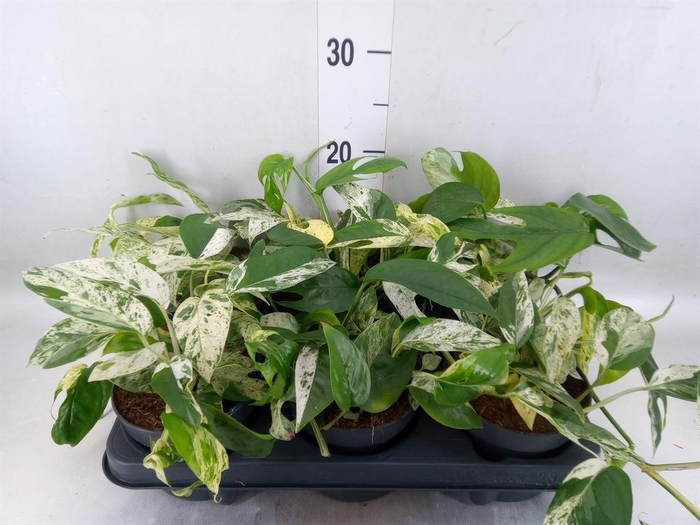 <h4>Epipremnum pinn. 'Marble Variegata'</h4>