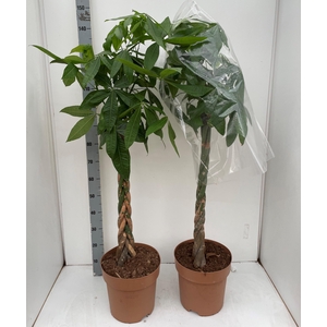 PACHIRA AQUATICA