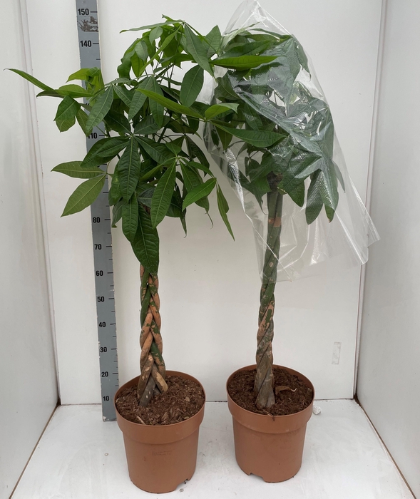 <h4>PACHIRA AQUATICA</h4>
