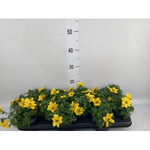 Bidens   ...