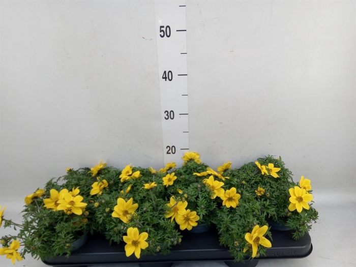 <h4>Bidens   ...</h4>