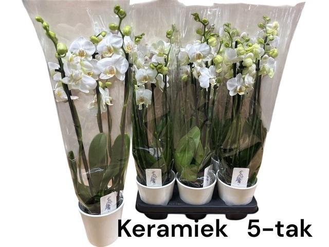 <h4>ARR PHALA MT 14+</h4>