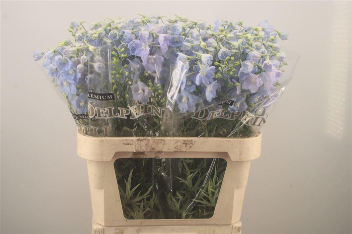 <h4>Delph En Ballkleid Pale Blue</h4>