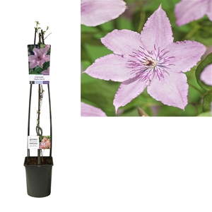 Clematis 'Hagley Hybrid' +light label