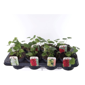 Alcea rosea Chart. Double Mix