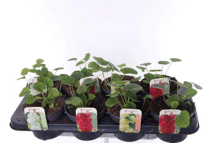 <h4>Alcea rosea Chart. Double Mix</h4>