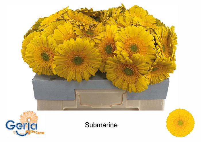 <h4>GE GR SUBMARINE</h4>