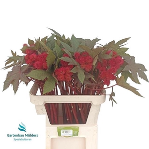Ricinus Communis Impala Muelder