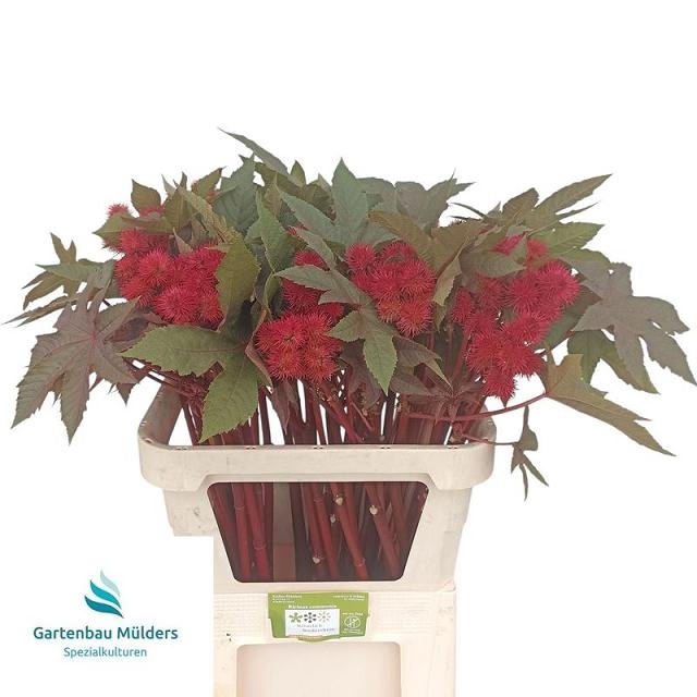 <h4>Ricinus Communis Impala Muelder</h4>