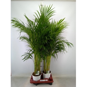 Dypsis lutescens   ...Chrysalidoca