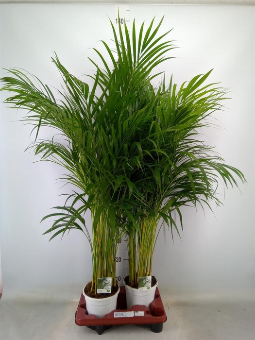 <h4>Dypsis lutescens   ...Chrysalidoca</h4>