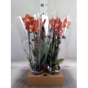 Phalaenopsis  'Elegant Cascade'