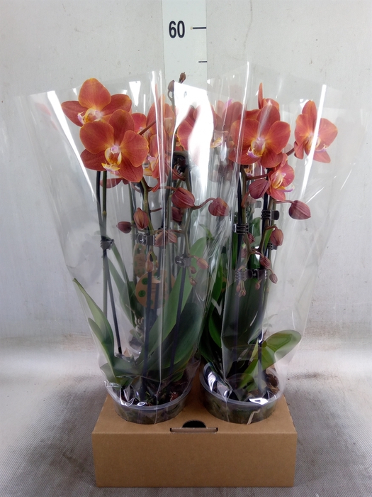 <h4>Phalaenopsis  'Elegant Cascade'</h4>