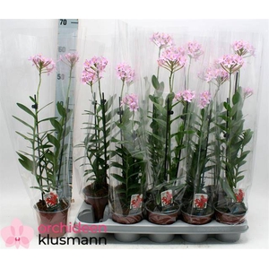 EPIDENDRUM ROSA 2 TAK