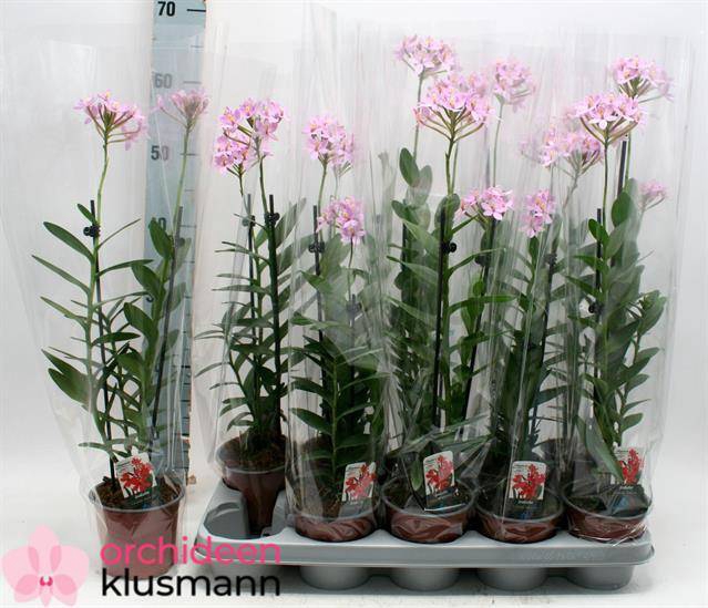 EPIDENDRUM ROSA 2 TAK