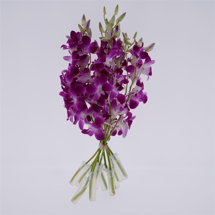 <h4>Dendro Bon Sg</h4>