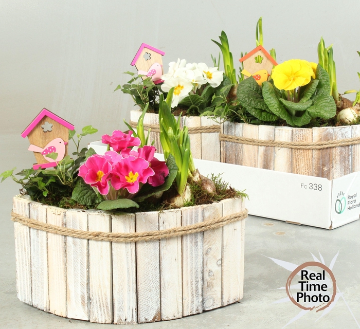 <h4>ARR TUINPLANTEN</h4>