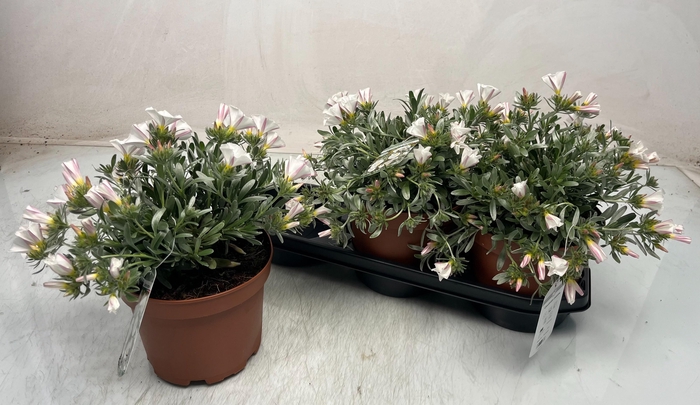 <h4>CONVO CNEORUM</h4>