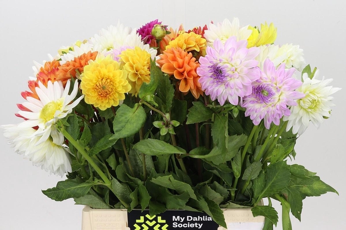 Dahlia Gemengd in bos