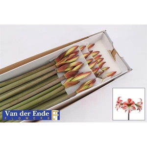 HIPP CO TWINKLE STAR