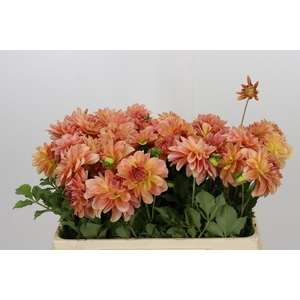 Dahlia Peach Delight