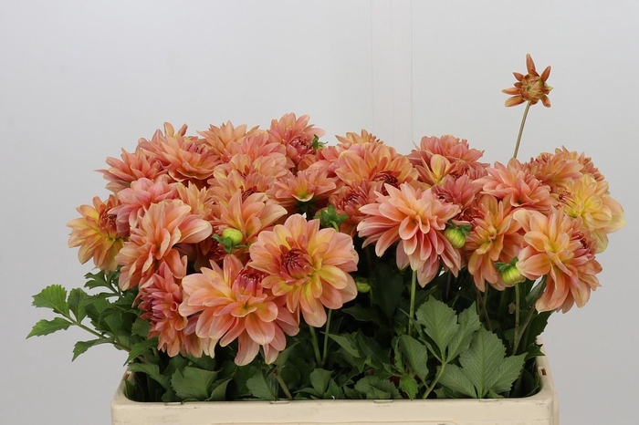 <h4>Dahlia Peach Delight</h4>