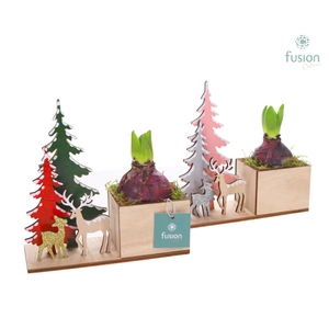 Kerst planter hout met Hyacinthus