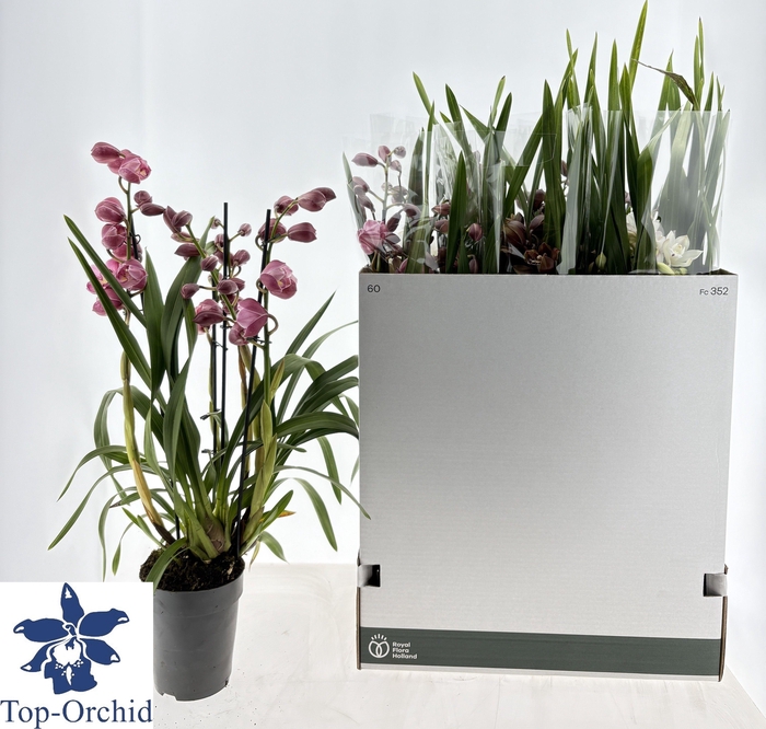 <h4>CYMB GEMENGD</h4>