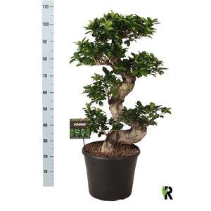 Ficus micr. S-type