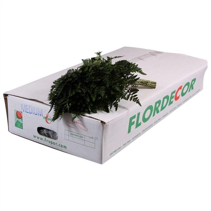 <h4>Lederv. Medium</h4>