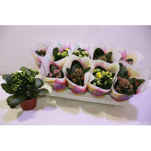 arr8 Kalan B Ge Gem 5 Kl