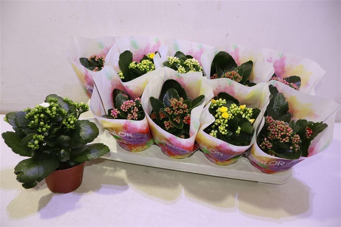 <h4>arr8 Kalan B Ge Gem 5 Kl</h4>