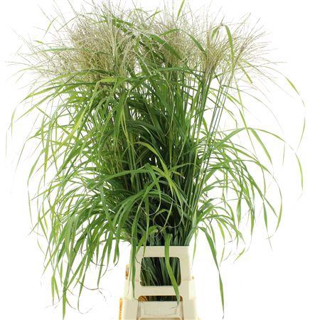 <h4>Miscanthus Rogier Gold</h4>
